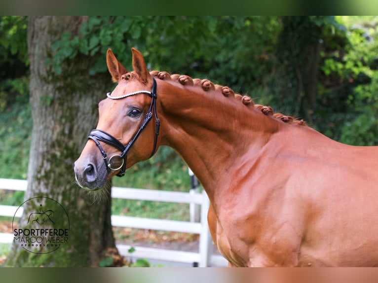 Hannoveriano Caballo castrado 4 años 169 cm Alazán in Lengerich