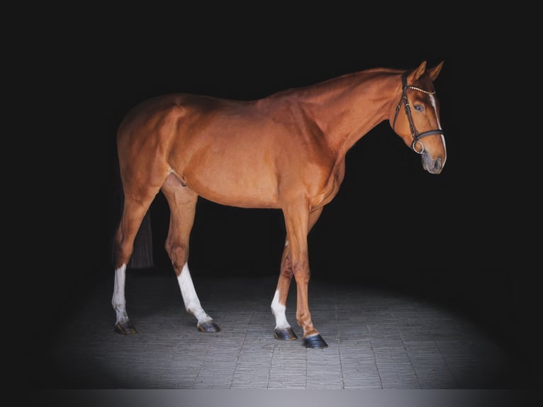 Hannoveriano Caballo castrado 4 años 169 cm Alazán in Dohren