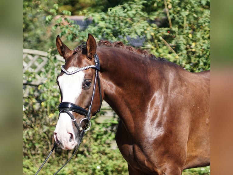 Hannoveriano Caballo castrado 4 años 169 cm Alazán-tostado in Hohenfelde