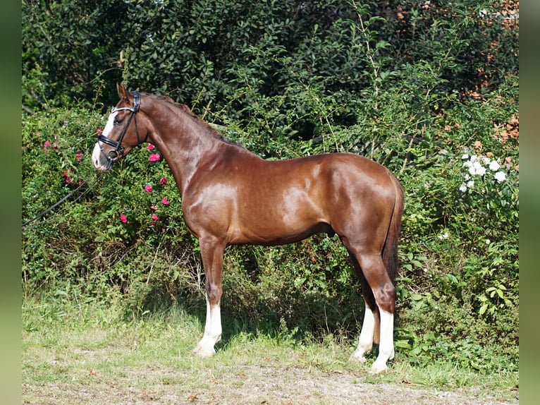 Hannoveriano Caballo castrado 4 años 169 cm Alazán-tostado in Hohenfelde