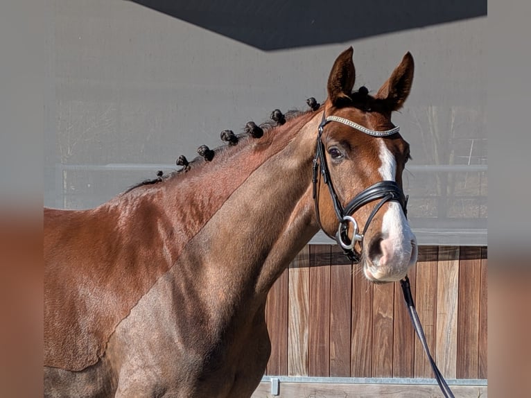Hannoveriano Caballo castrado 4 años 169 cm Alazán-tostado in Westerkappeln