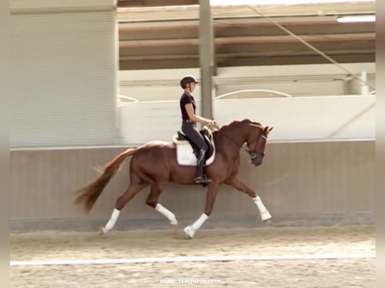 Hannoveriano Caballo castrado 4 años 169 cm Alazán-tostado in Senden