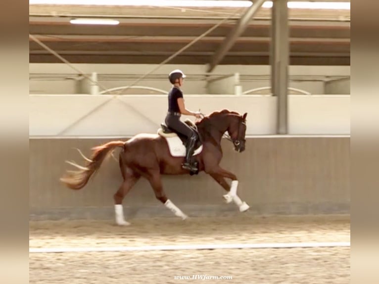 Hannoveriano Caballo castrado 4 años 169 cm Alazán-tostado in Senden