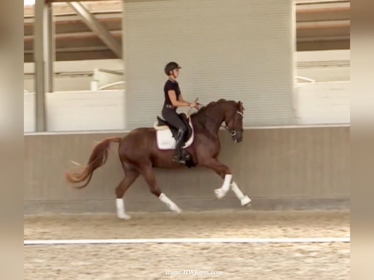 Hannoveriano Caballo castrado 4 años 169 cm Alazán-tostado in Senden