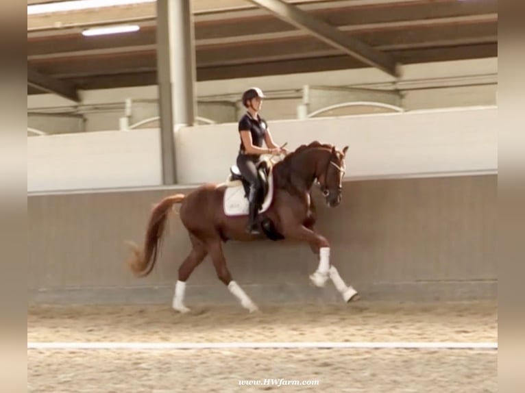 Hannoveriano Caballo castrado 4 años 169 cm Alazán-tostado in Senden