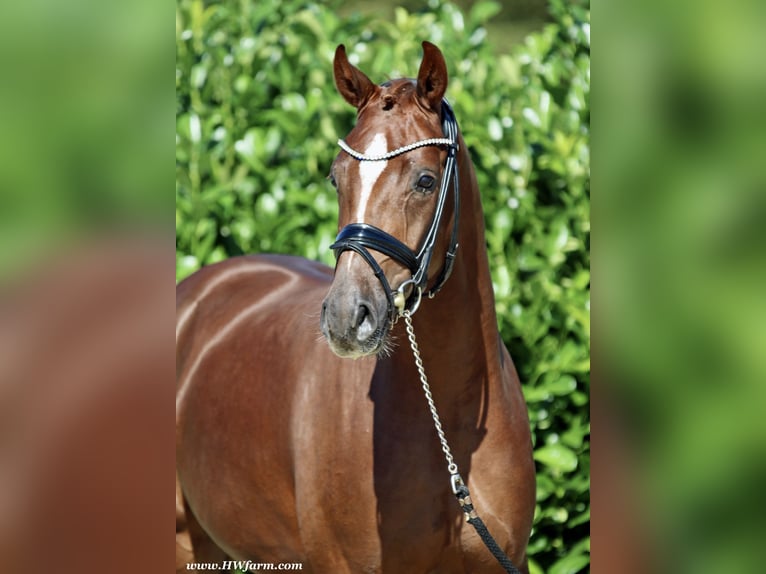 Hannoveriano Caballo castrado 4 años 169 cm Alazán-tostado in Senden