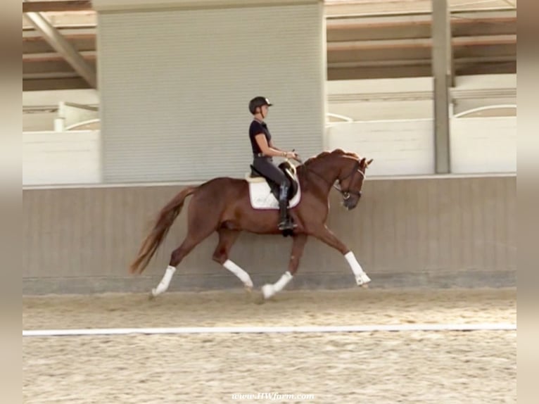 Hannoveriano Caballo castrado 4 años 169 cm Alazán-tostado in Senden