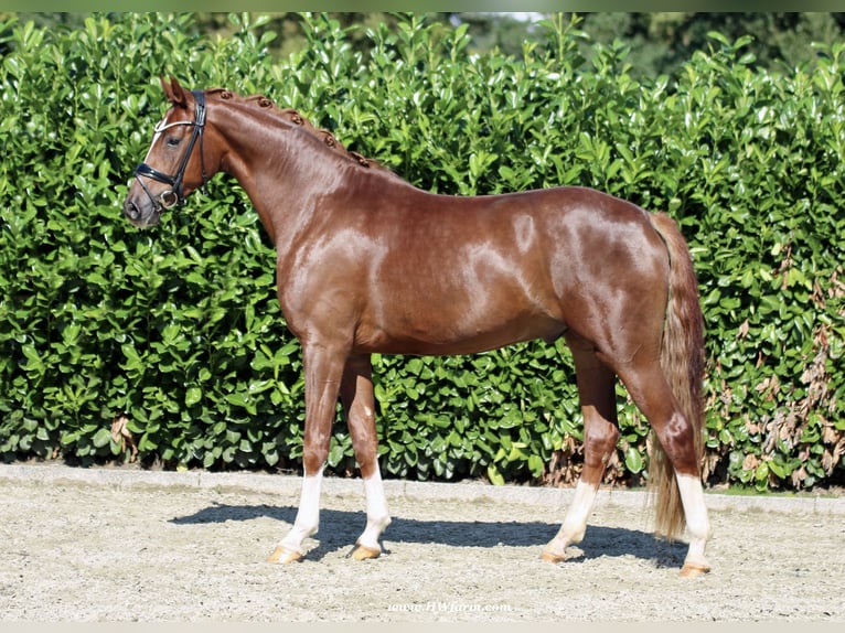 Hannoveriano Caballo castrado 4 años 169 cm Alazán-tostado in Senden