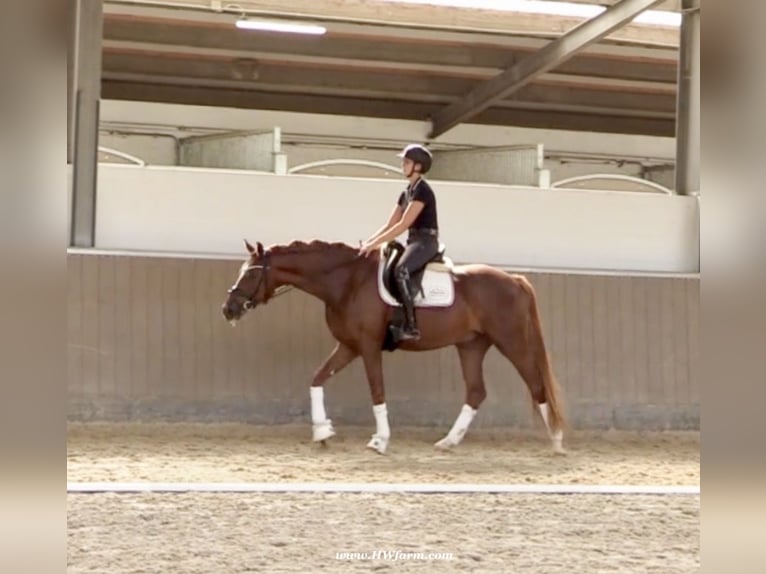 Hannoveriano Caballo castrado 4 años 169 cm Alazán-tostado in Senden