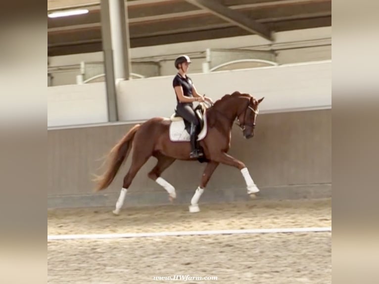 Hannoveriano Caballo castrado 4 años 169 cm Alazán-tostado in Senden