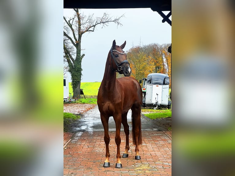 Hannoveriano Caballo castrado 4 años 169 cm Alazán-tostado in Bramsche