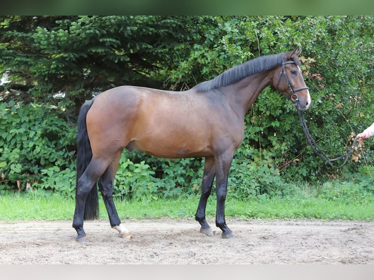 Hannoveriano Caballo castrado 4 años 169 cm Castaño in Bötersen
