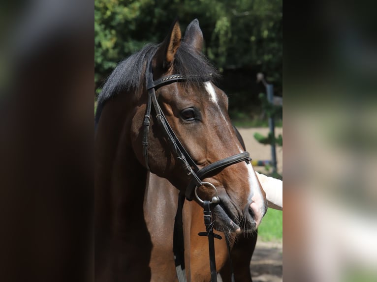 Hannoveriano Caballo castrado 4 años 169 cm Castaño in Bötersen