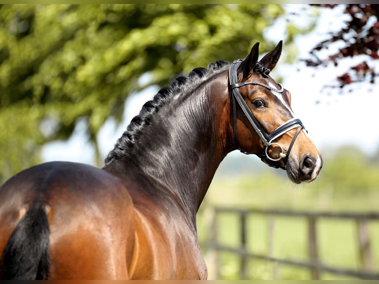 Hannoveriano Caballo castrado 4 años 169 cm Castaño in Diepholz