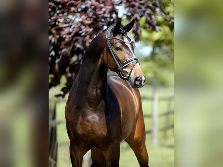 Hannoveriano Caballo castrado 4 años 169 cm Castaño in Diepholz