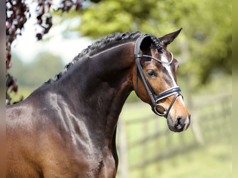 Hannoveriano Caballo castrado 4 años 169 cm Castaño in Diepholz