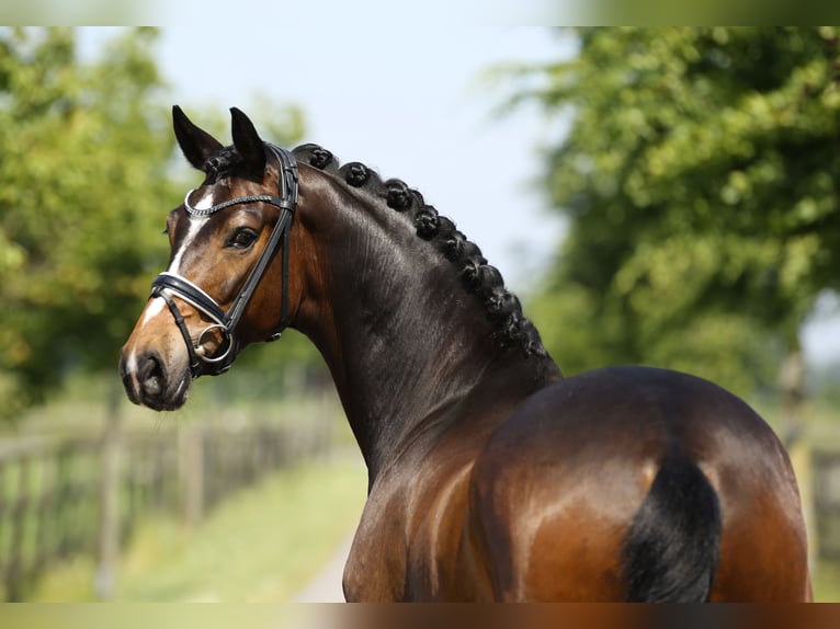 Hannoveriano Caballo castrado 4 años 169 cm Castaño in Diepholz