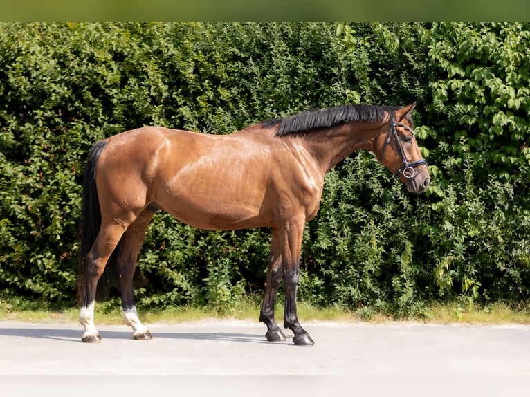 Hannoveriano Caballo castrado 4 años 169 cm Castaño in Braunschweig