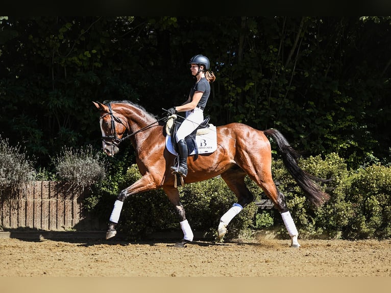 Hannoveriano Caballo castrado 4 años 169 cm Castaño in Riedstadt