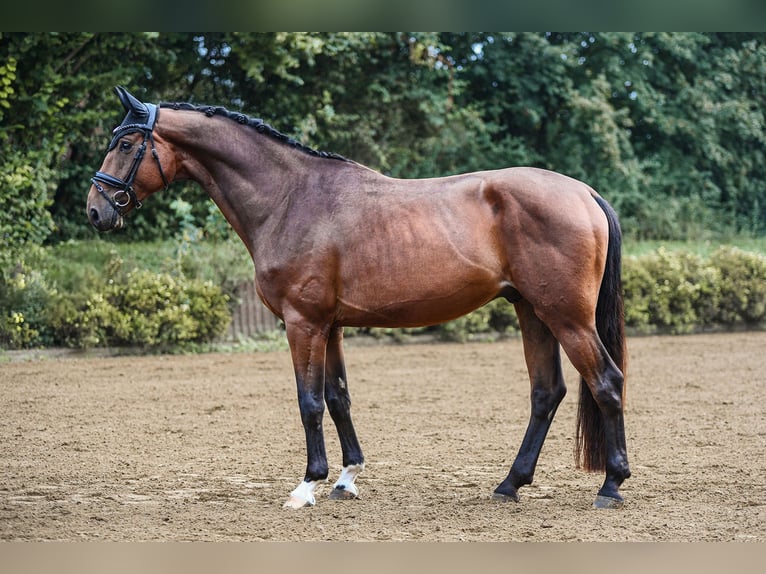 Hannoveriano Caballo castrado 4 años 169 cm Castaño in Riedstadt