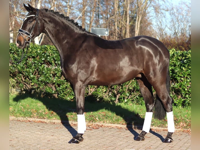 Hannoveriano Caballo castrado 4 años 169 cm Castaño in Selsingen