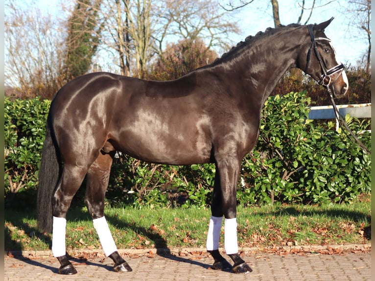 Hannoveriano Caballo castrado 4 años 169 cm Castaño in Selsingen