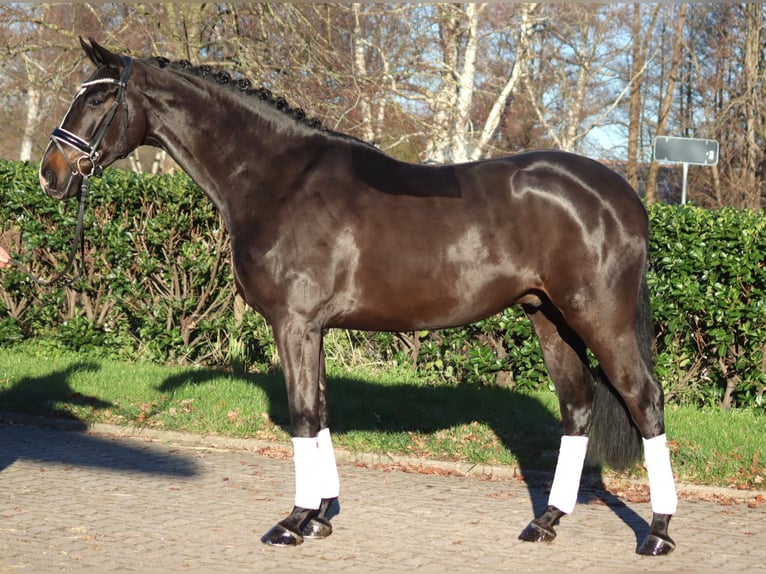 Hannoveriano Caballo castrado 4 años 169 cm Castaño in Selsingen