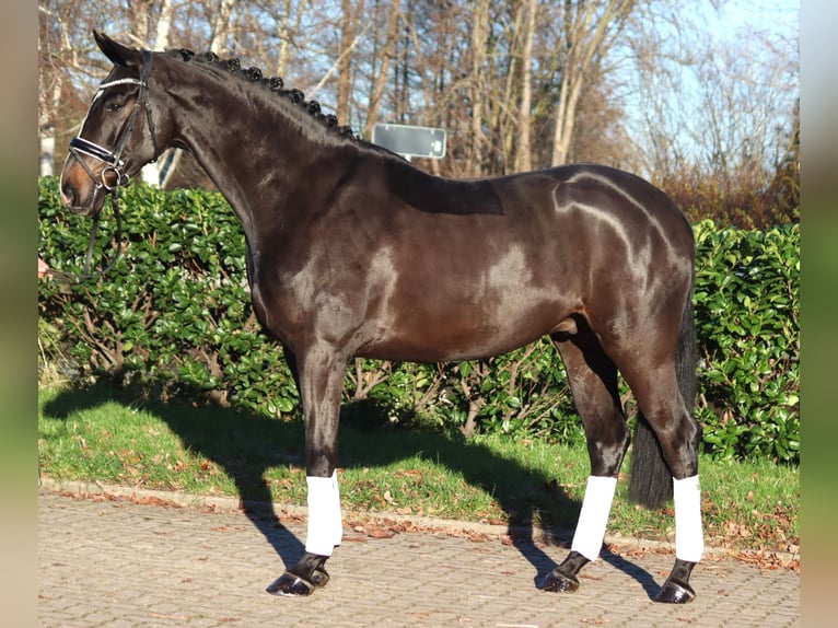 Hannoveriano Caballo castrado 4 años 169 cm Castaño in Selsingen