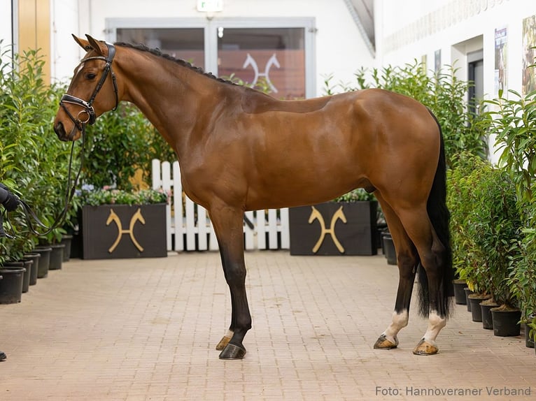 Hannoveriano Caballo castrado 4 años 169 cm Castaño in Verden