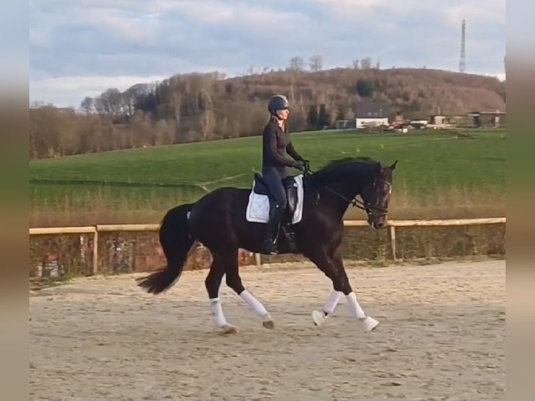 Hannoveriano Caballo castrado 4 años 169 cm Castaño oscuro in Bergisch Gladbach