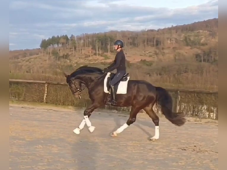 Hannoveriano Caballo castrado 4 años 169 cm Castaño oscuro in Bergisch Gladbach