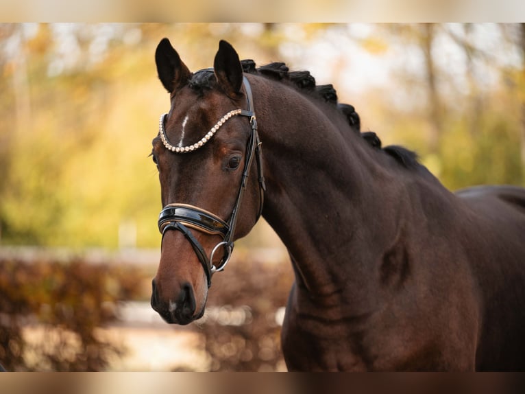 Hannoveriano Caballo castrado 4 años 169 cm Castaño oscuro in Wehringen