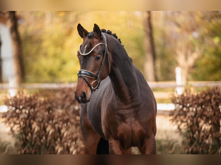 Hannoveriano Caballo castrado 4 años 169 cm Castaño oscuro in Wehringen