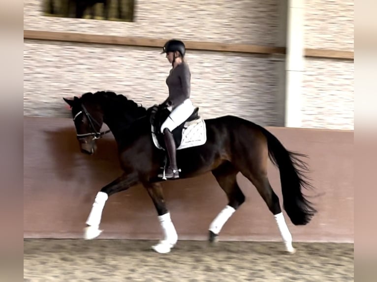 Hannoveriano Caballo castrado 4 años 169 cm Castaño oscuro in Wehringen