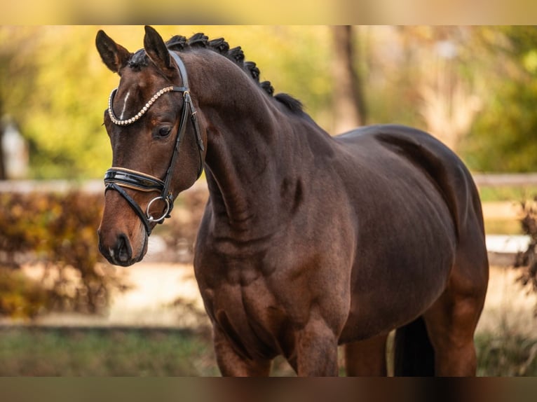 Hannoveriano Caballo castrado 4 años 169 cm Castaño oscuro in Wehringen