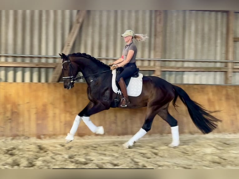 Hannoveriano Caballo castrado 4 años 169 cm Castaño oscuro in Ebersdorf