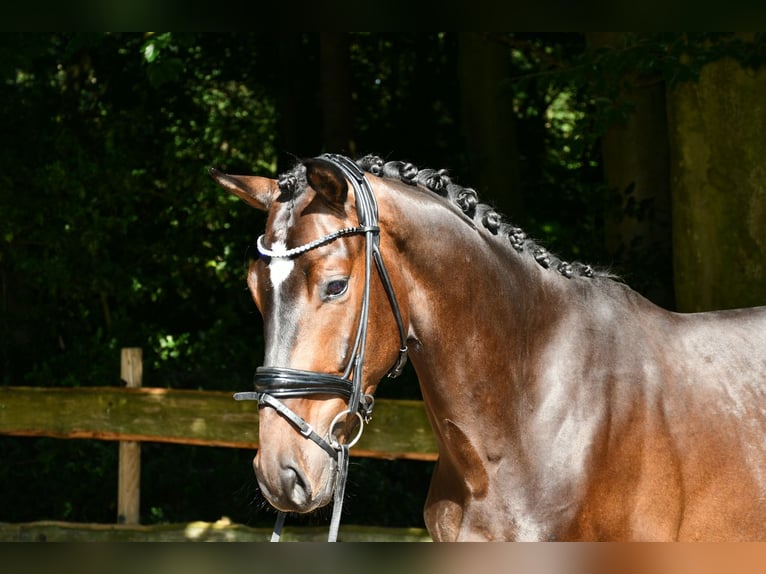 Hannoveriano Caballo castrado 4 años 169 cm Castaño oscuro in Ebersdorf