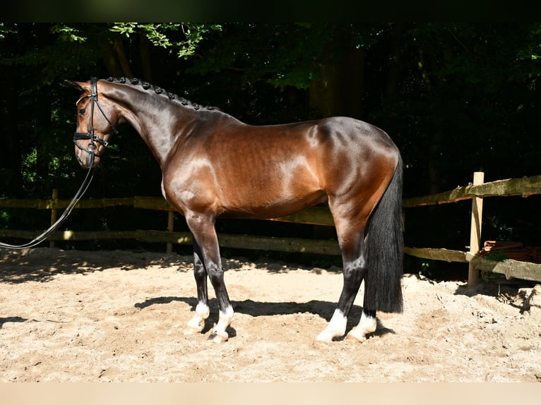 Hannoveriano Caballo castrado 4 años 169 cm Castaño oscuro in Ebersdorf