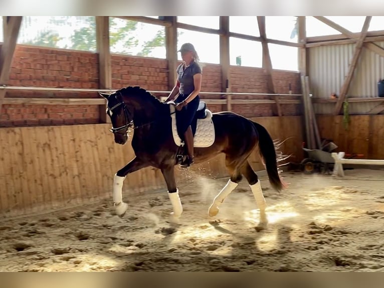 Hannoveriano Caballo castrado 4 años 169 cm Castaño oscuro in Ebersdorf