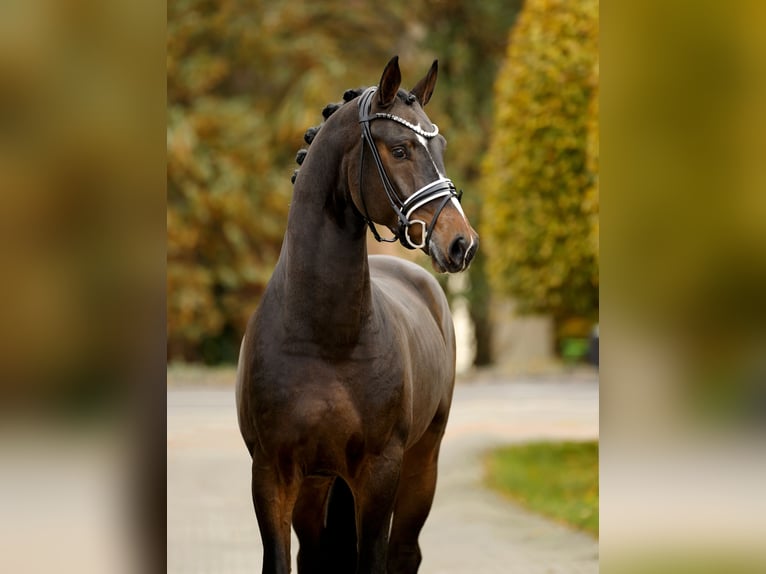Hannoveriano Caballo castrado 4 años 169 cm Castaño oscuro in Vechta