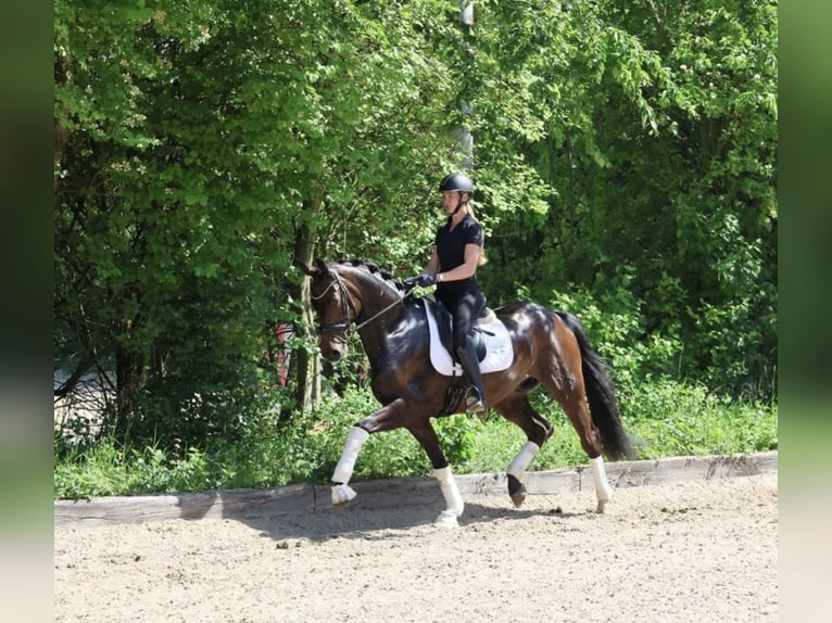Hannoveriano Caballo castrado 4 años 169 cm Castaño oscuro in Fröndenberg