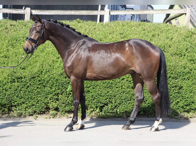 Hannoveriano Caballo castrado 4 años 169 cm Castaño oscuro in Fröndenberg