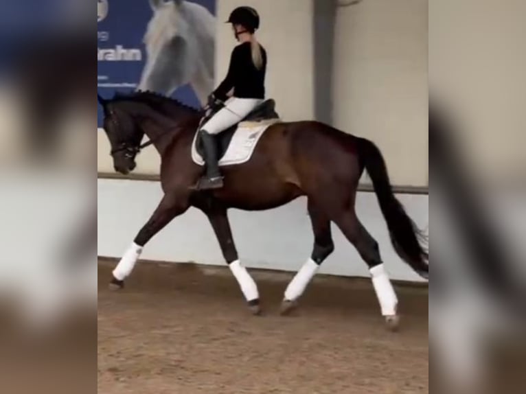 Hannoveriano Caballo castrado 4 años 169 cm Morcillo in Leer (Ostfriesland)