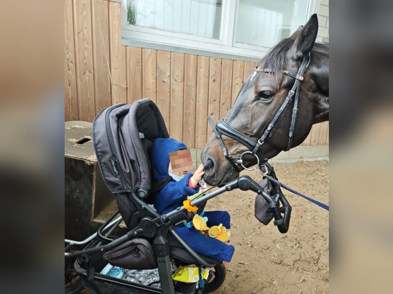 Hannoveriano Caballo castrado 4 años 169 cm Morcillo in Leer (Ostfriesland)