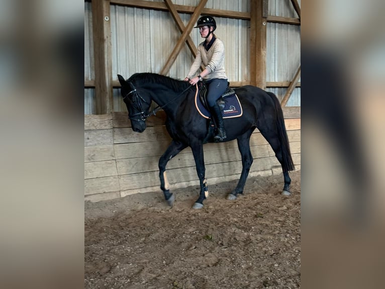 Hannoveriano Caballo castrado 4 años 169 cm Negro in Lohbarbek