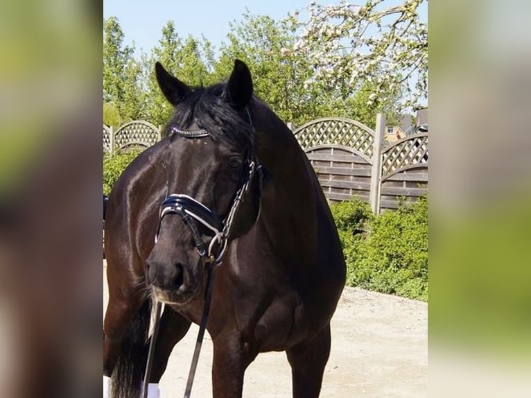 Hannoveriano Caballo castrado 4 años 169 cm Negro in Lohbarbek