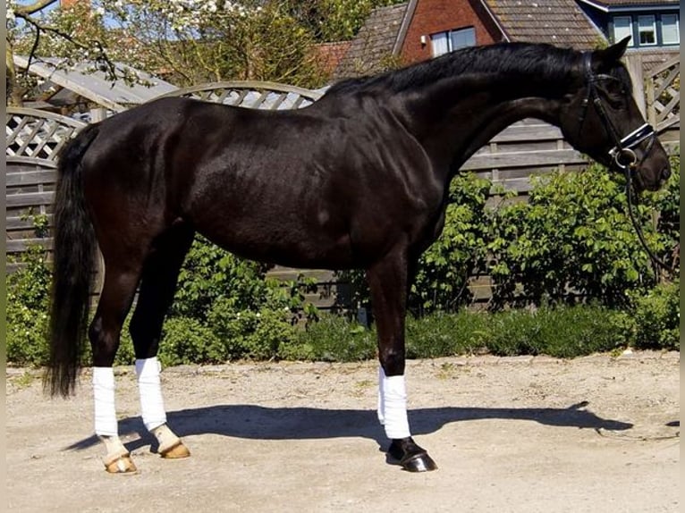 Hannoveriano Caballo castrado 4 años 169 cm Negro in Lohbarbek
