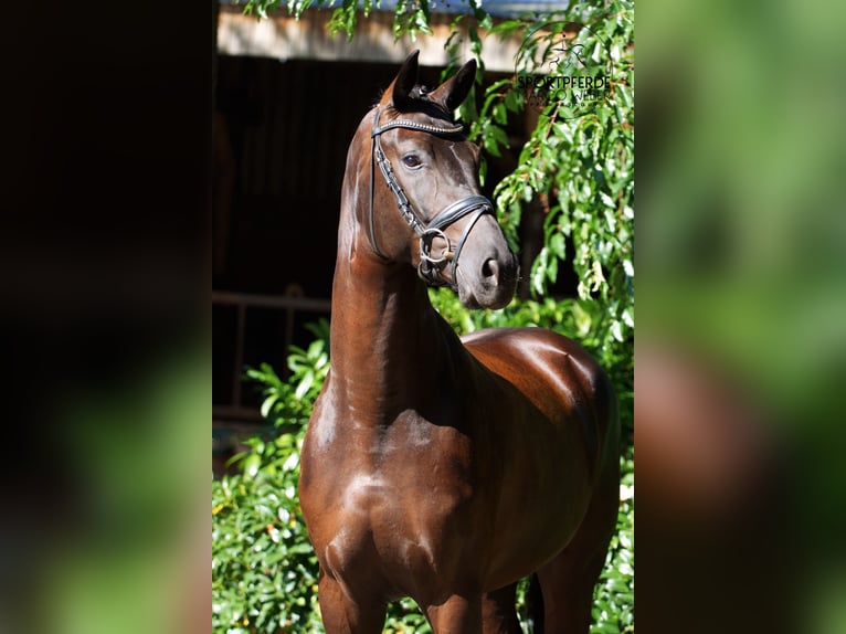 Hannoveriano Caballo castrado 4 años 169 cm Negro in Schapen