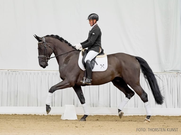 Hannoveriano Caballo castrado 4 años 169 cm Negro in Verden