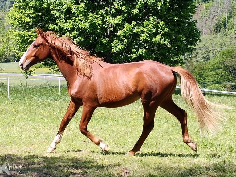 Hannoveriano Caballo castrado 4 años 170 cm Alazán in Altenkirchen